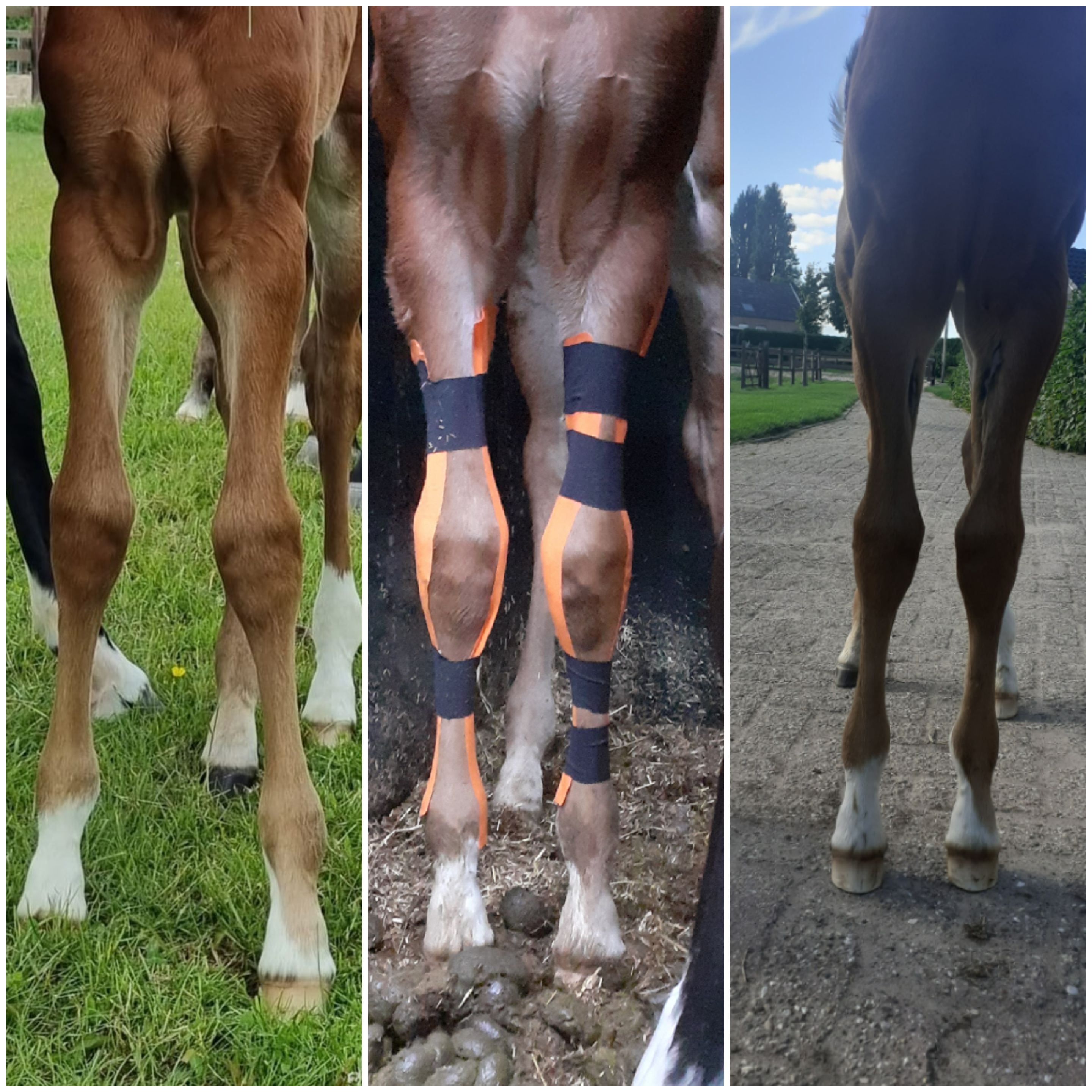 Equibody Veulen afwijkende beenstand tapen correctie benen x benen o benen bokvoet valgus varus